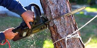 Tree and Shrub Care in Marion Oaks, FL