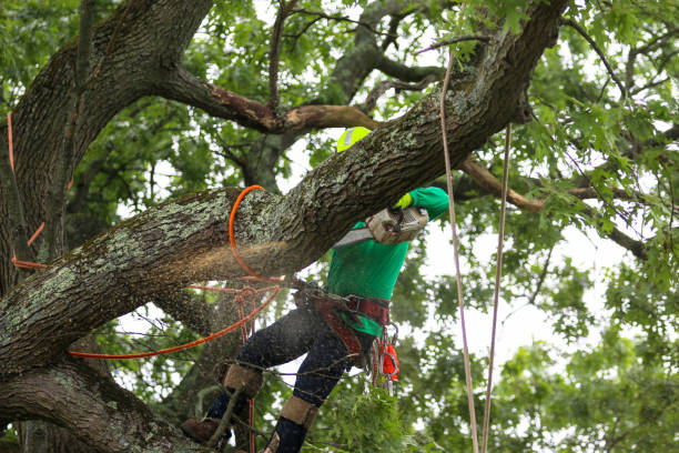 How Our Tree Care Process Works  in  Marion Oaks, FL