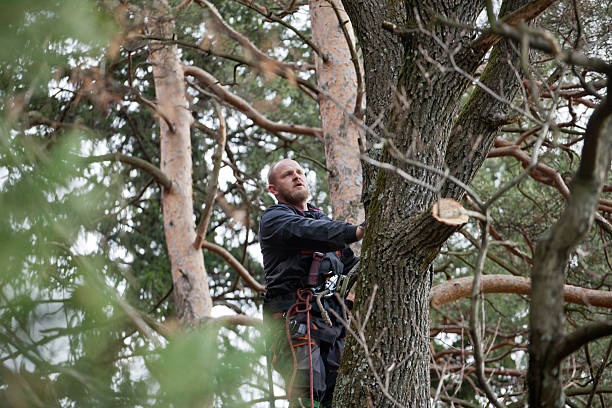 Marion Oaks, FL Tree Care Company